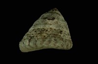 藏品(血斑鐘螺)的圖片